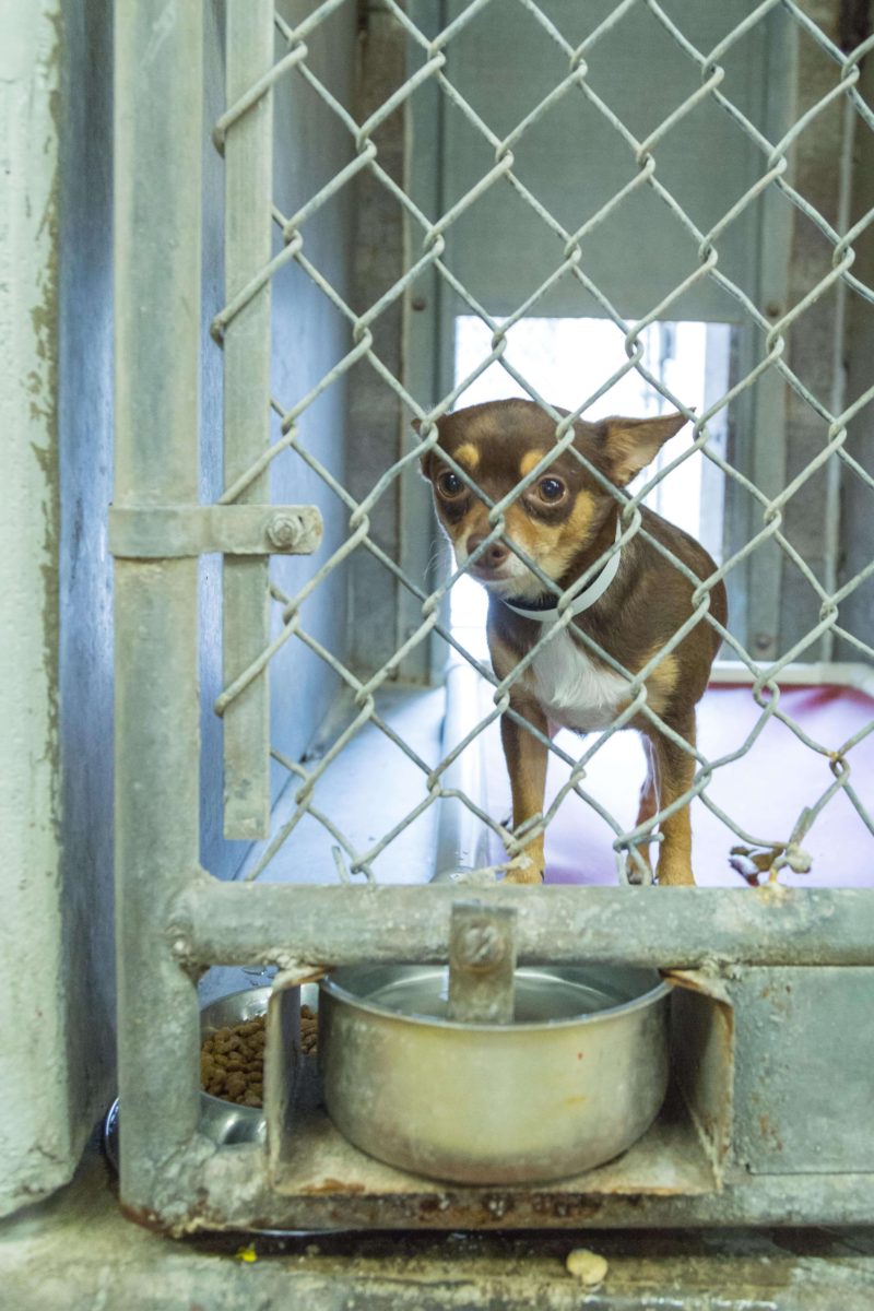 Anniston animal shelter needs donations to help them stay open