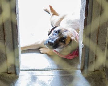 San Angelo Animal Shelter Continues ‘No Kill’ Goal
