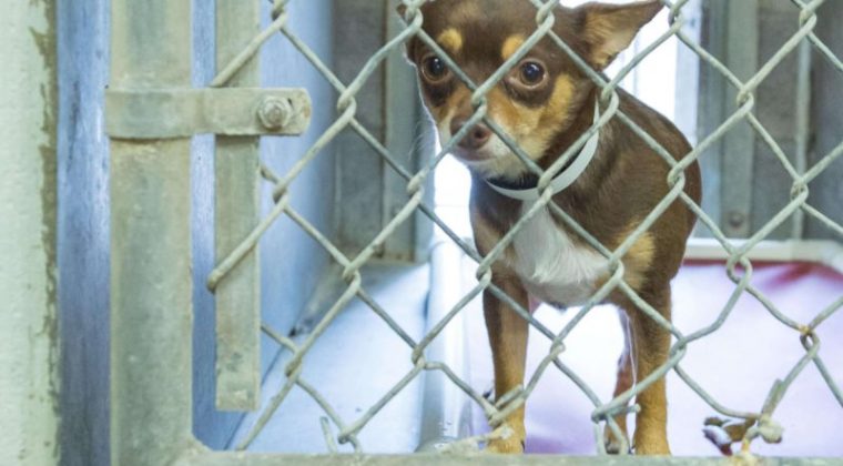 Anniston animal shelter needs donations to help them stay open