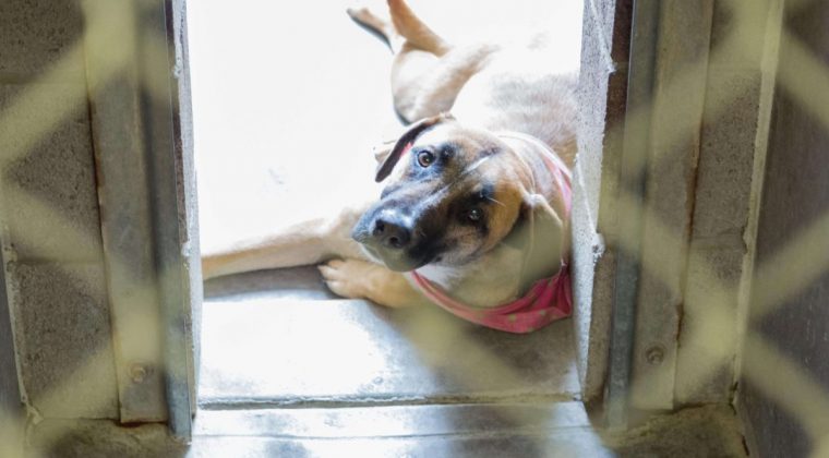 San Angelo Animal Shelter Continues ‘No Kill’ Goal
