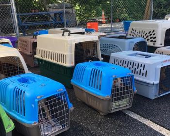 Wilmington animal shelter rescues 30 dogs from Texas