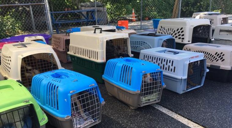 Wilmington animal shelter rescues 30 dogs from Texas